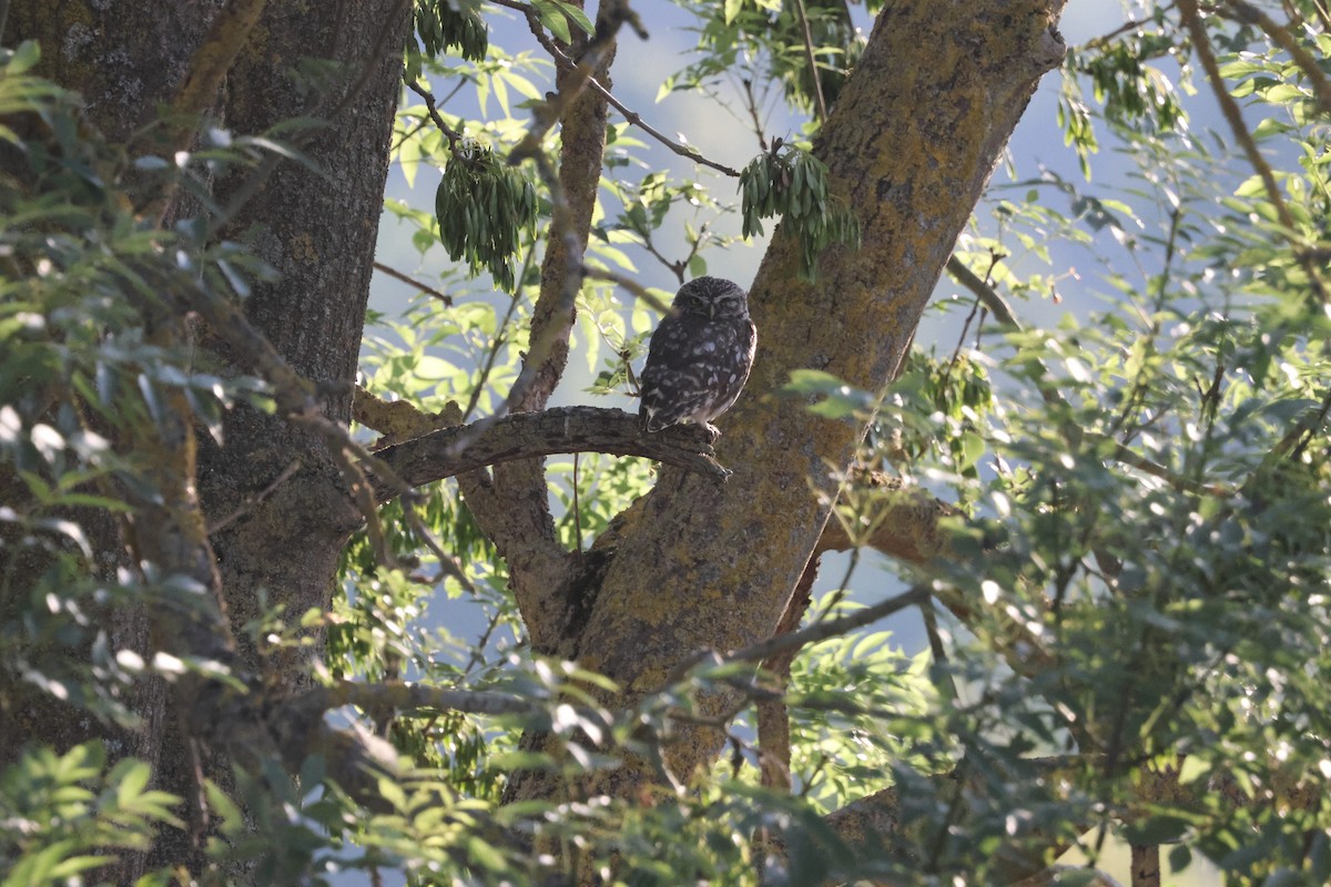 Little Owl - ML638270501