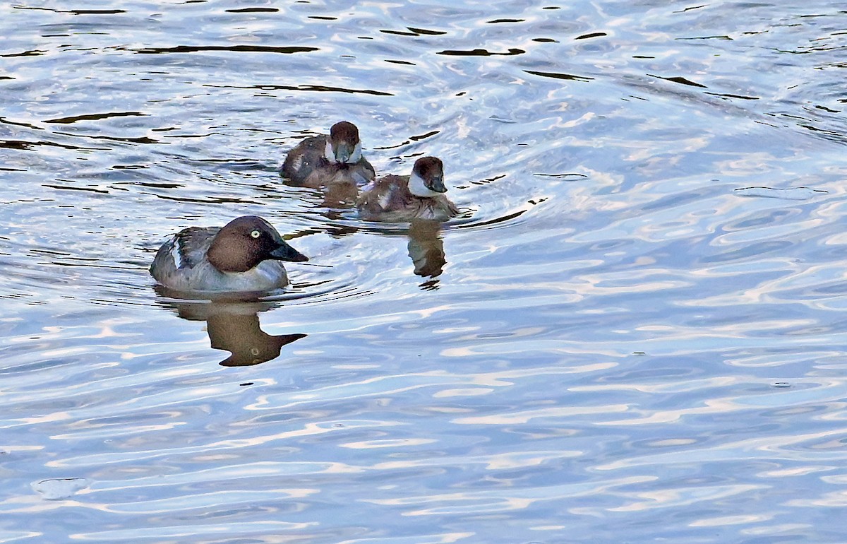 Common Goldeneye - ML638270510