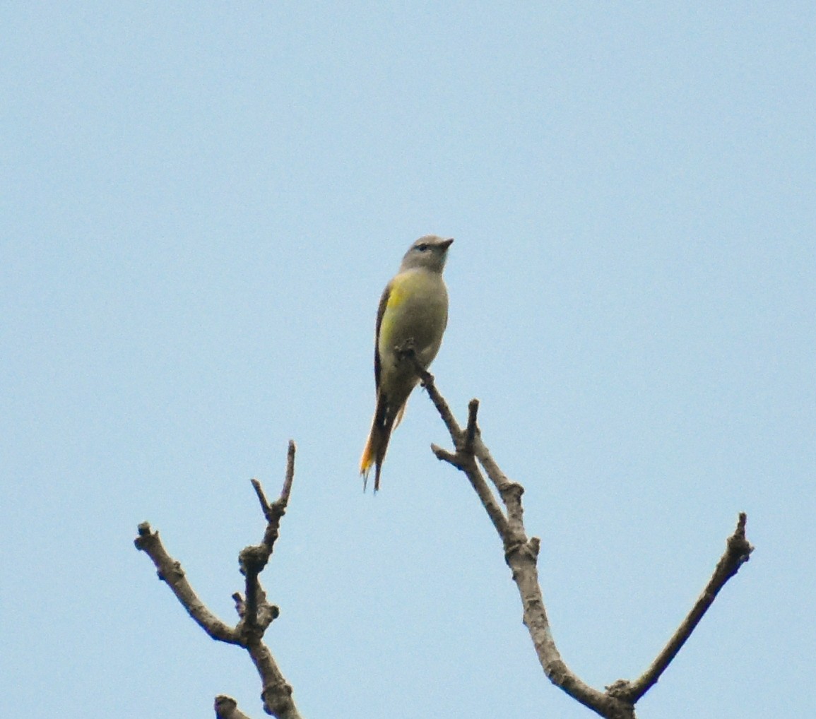Small Minivet - ML638270513