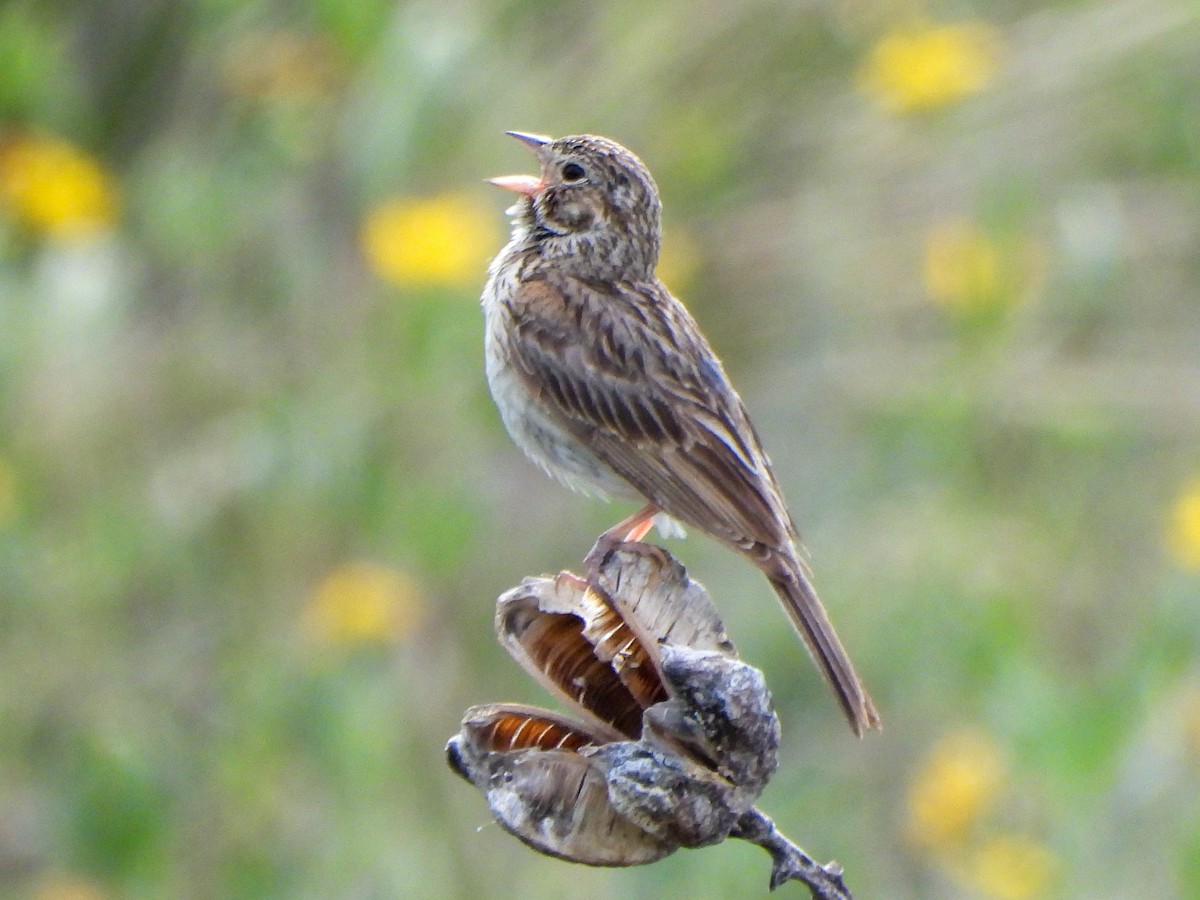 Vesper Sparrow - ML638270524