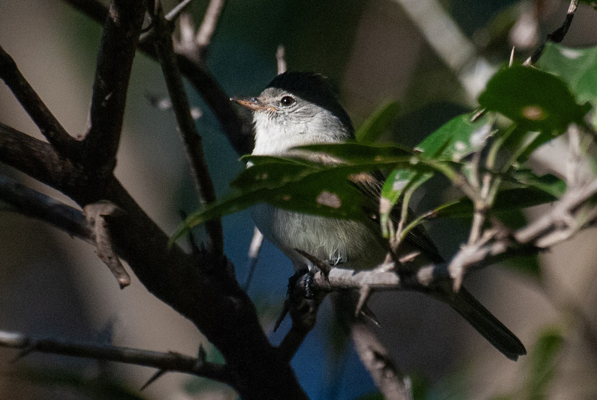 Southern Beardless-Tyrannulet - ML638270525
