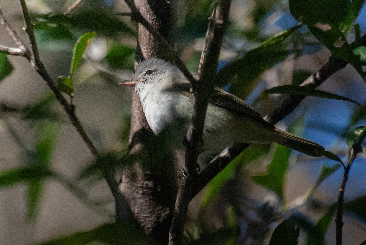 Southern Beardless-Tyrannulet - ML638270526