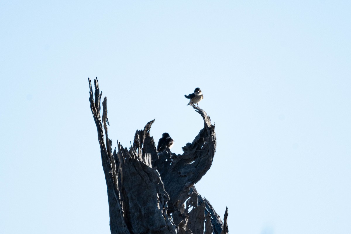 Tree Martin - ML638270537