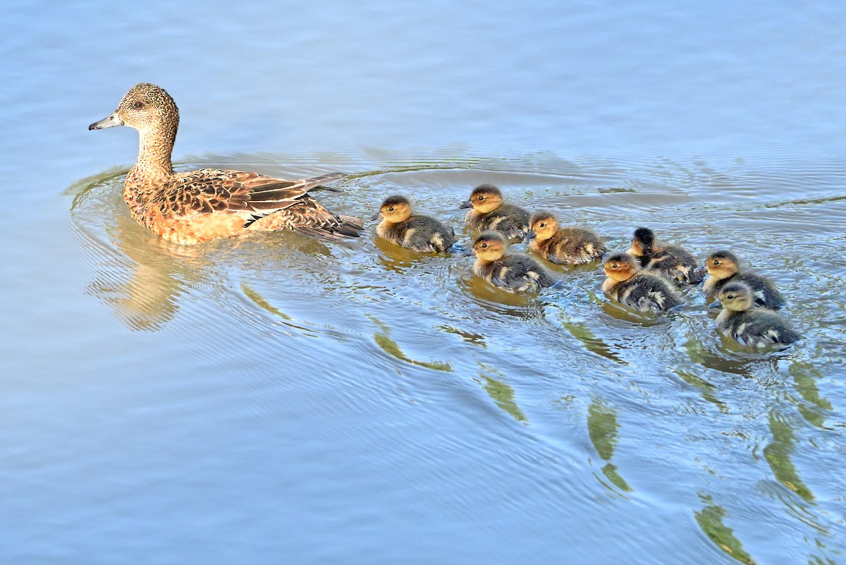 American Wigeon - ML638270551