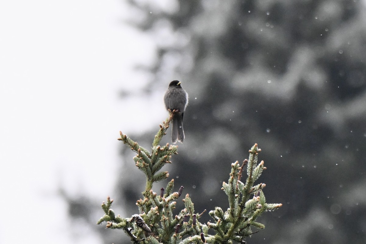 Sichuan Jay - ML638270552