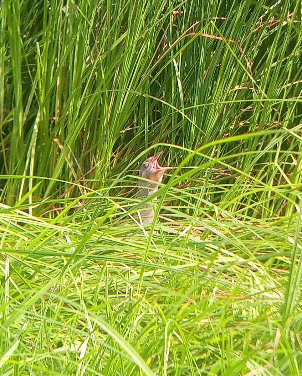 Corn Crake - ML638270557