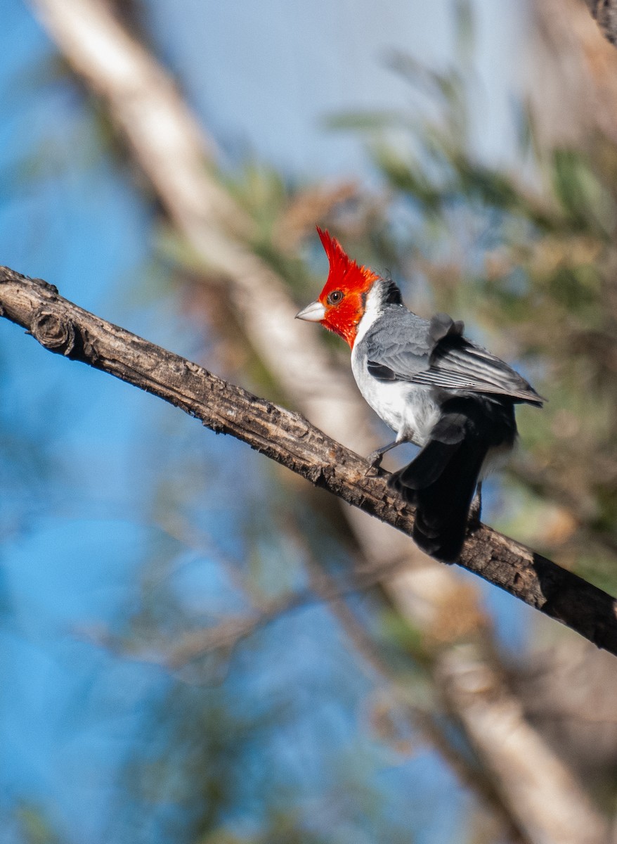 Red-crested Cardinal - ML638270577