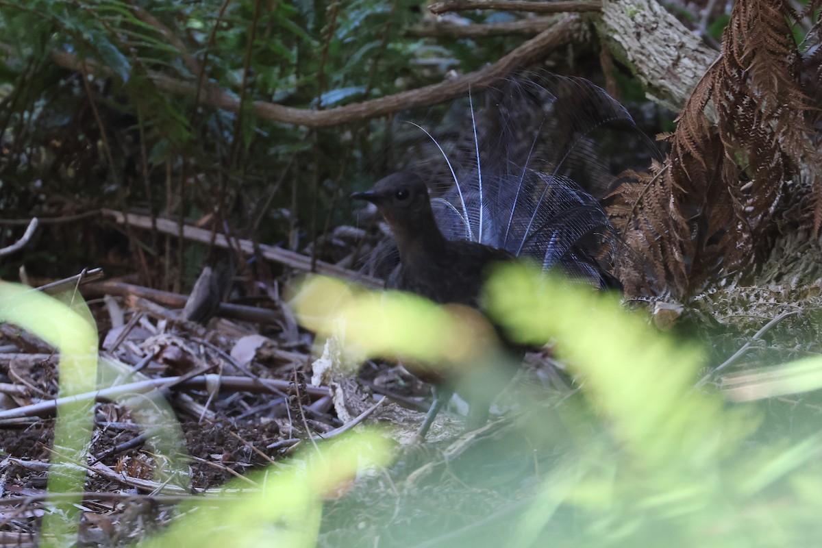 Superb Lyrebird - ML638270582