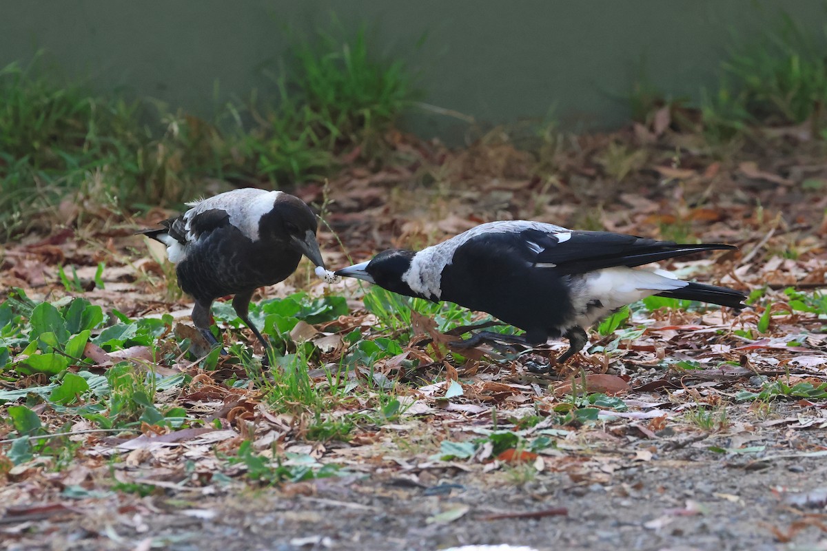 Australian Magpie - ML638270590