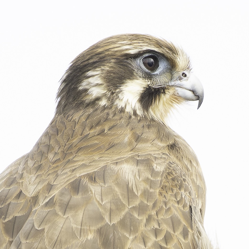 Brown Falcon - ML638270593