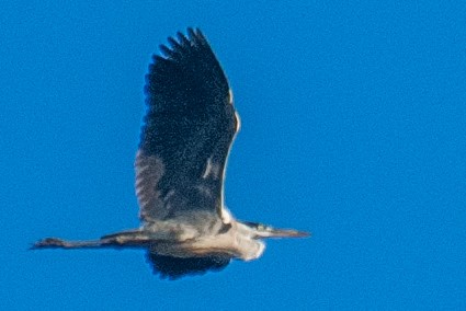 Cocoi Heron - ML638270597