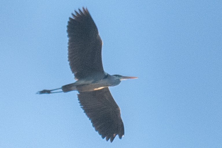 Cocoi Heron - ML638270598