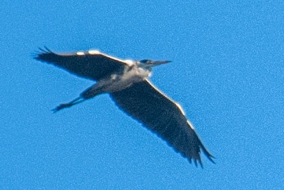 Cocoi Heron - ML638270599