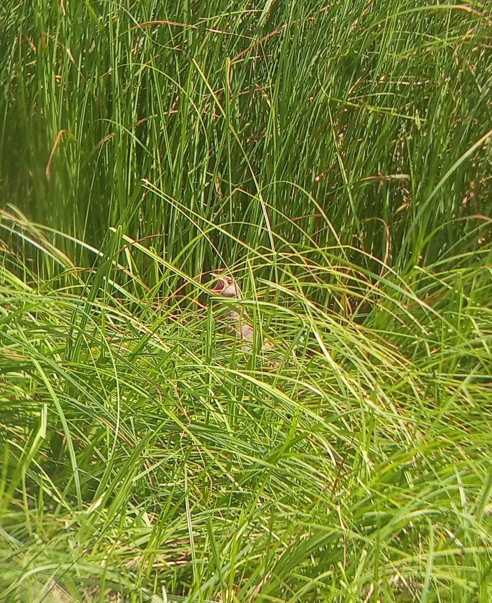 Corn Crake - ML638270601