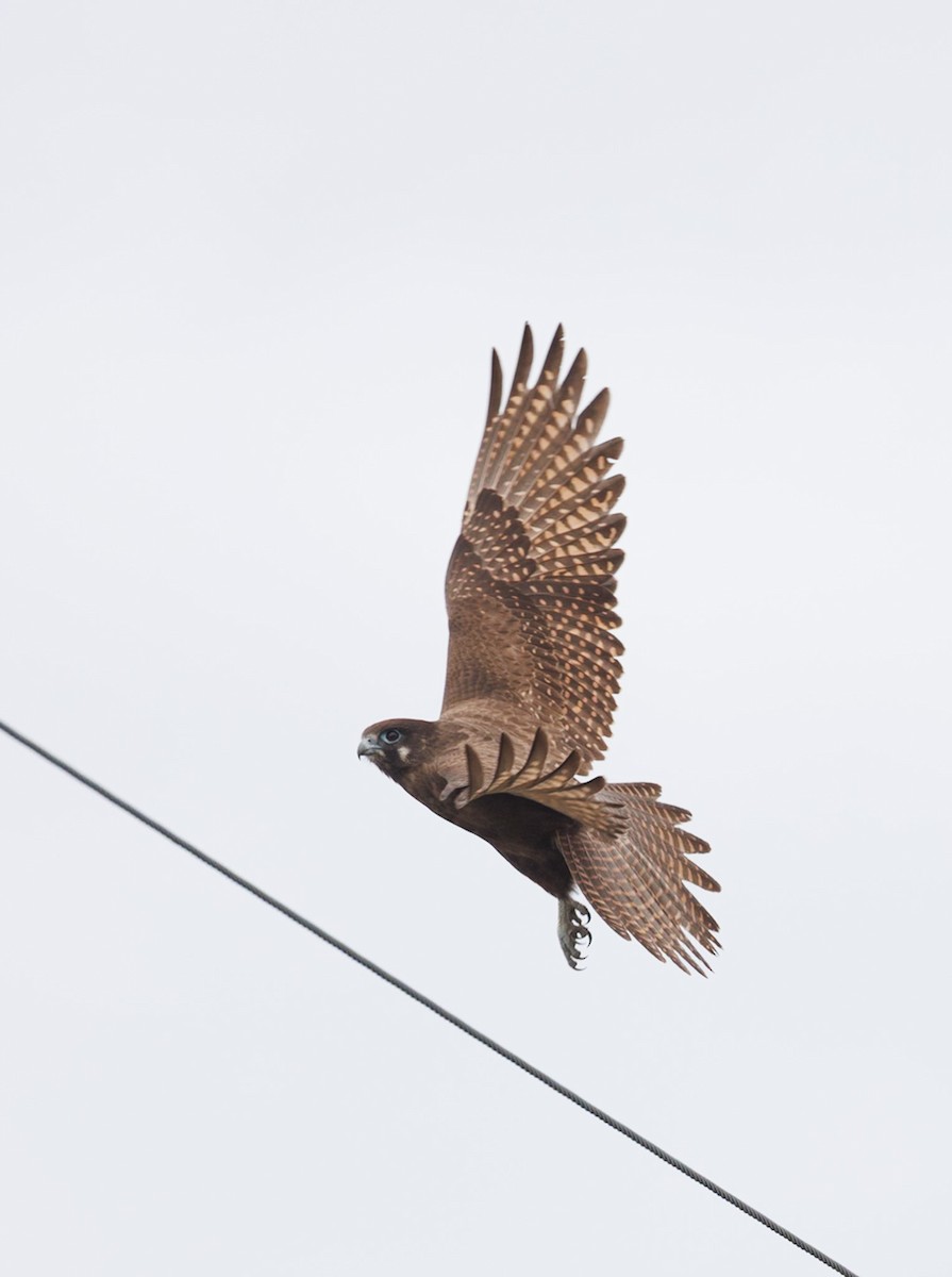 Brown Falcon - ML638270602