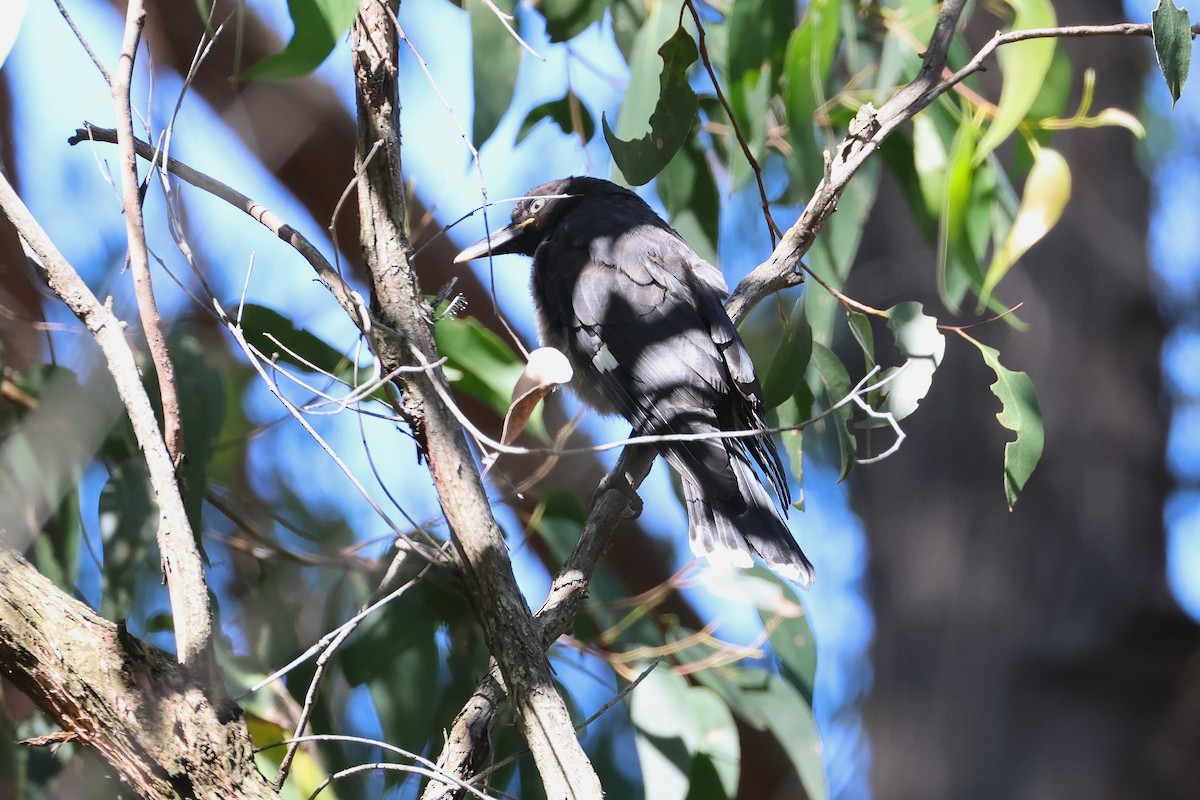 Pied Currawong - ML638270616