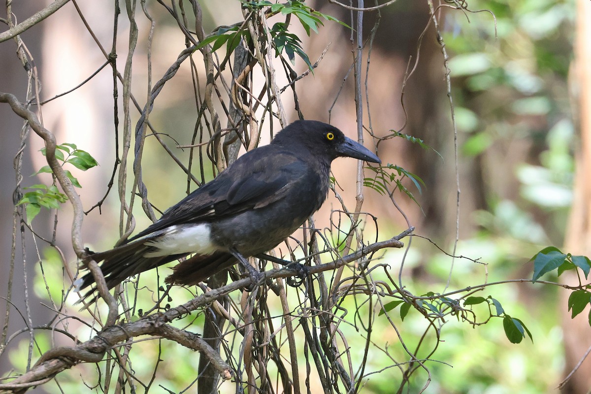 Pied Currawong - ML638270620