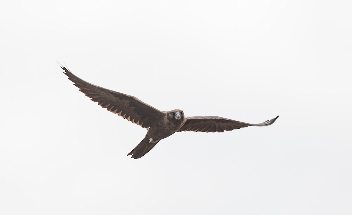 Black Falcon - ML638270621