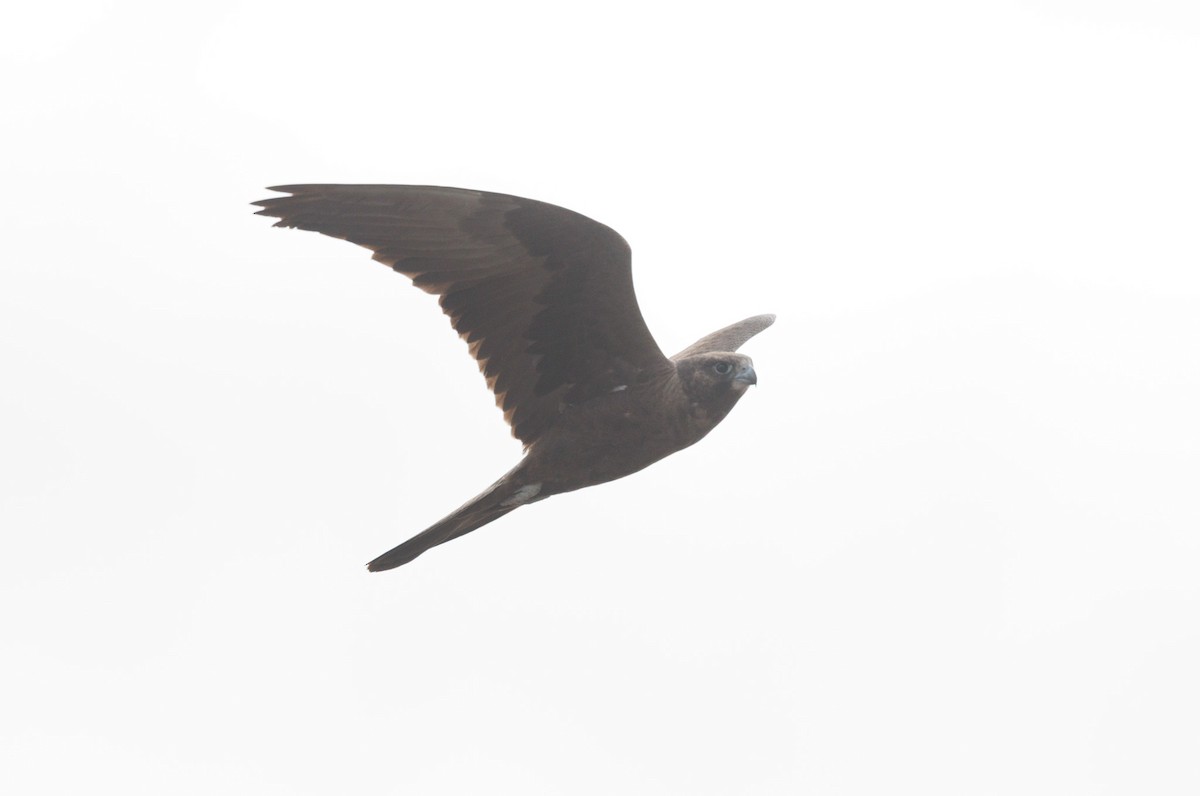 Black Falcon - ML638270622