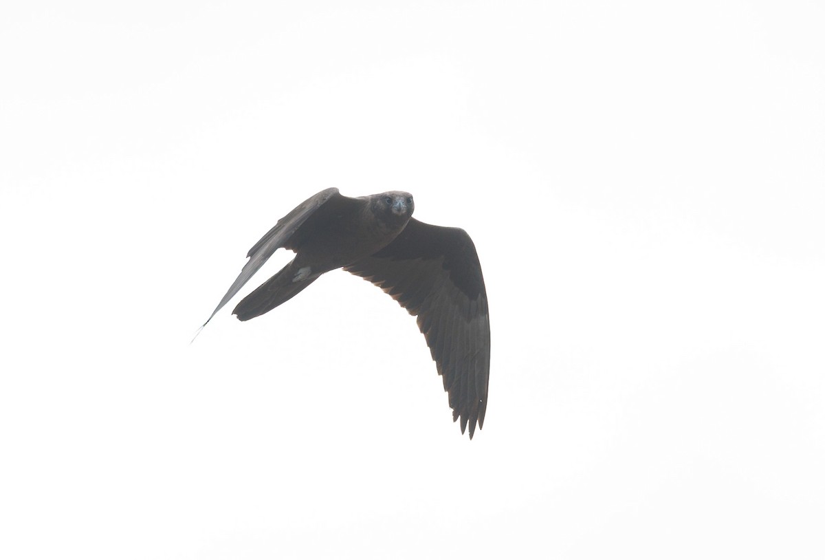 Black Falcon - ML638270623