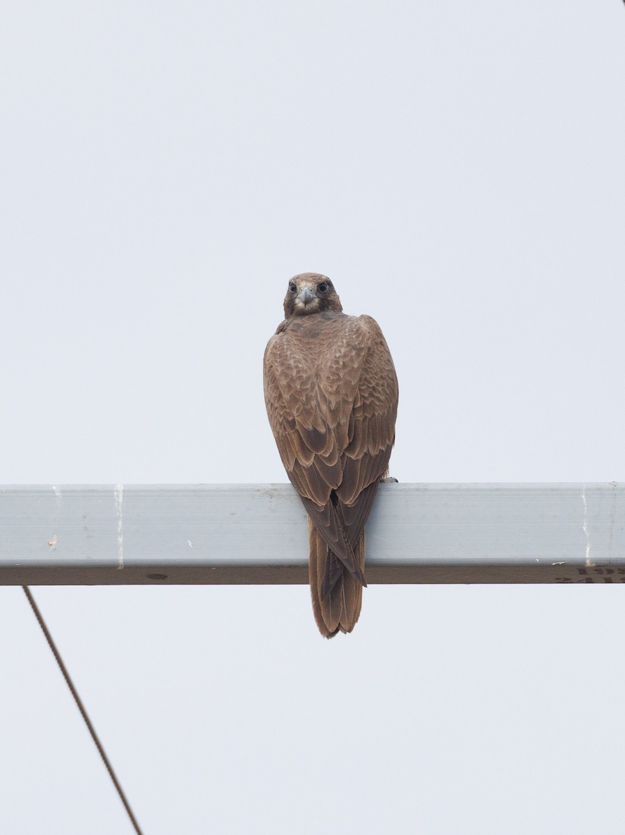 Black Falcon - ML638270624