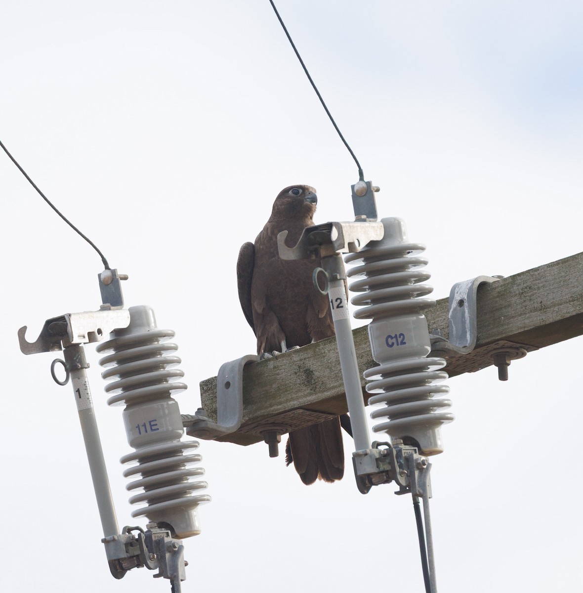 Black Falcon - ML638270625