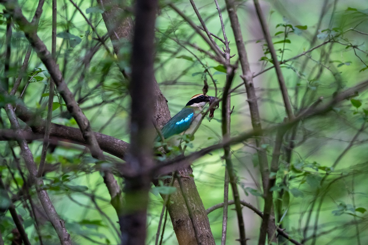 Fairy Pitta - ML638270630
