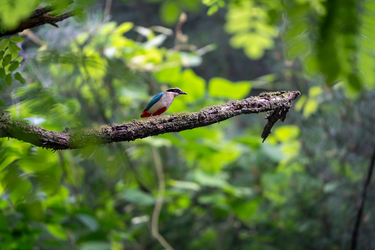 Fairy Pitta - ML638270631