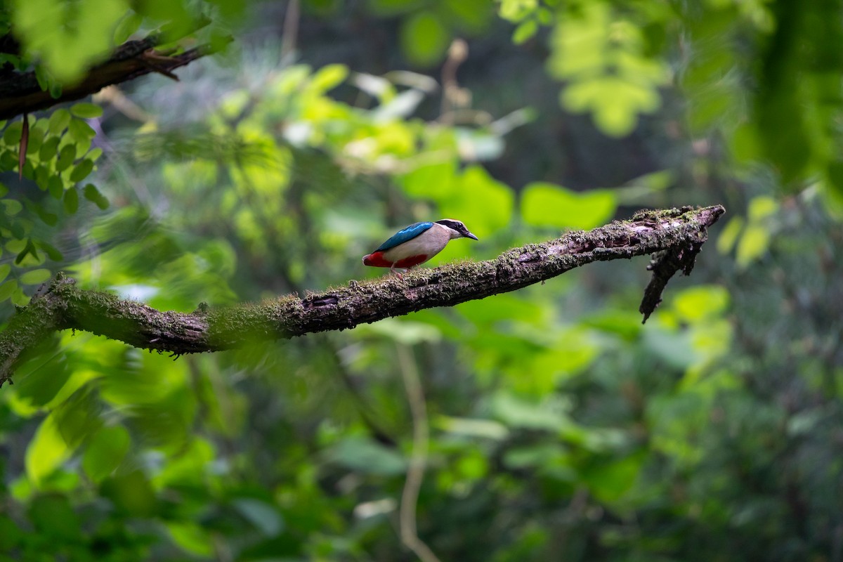 Fairy Pitta - ML638270632