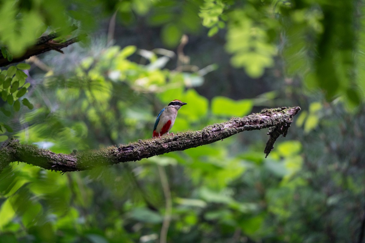 Fairy Pitta - ML638270633
