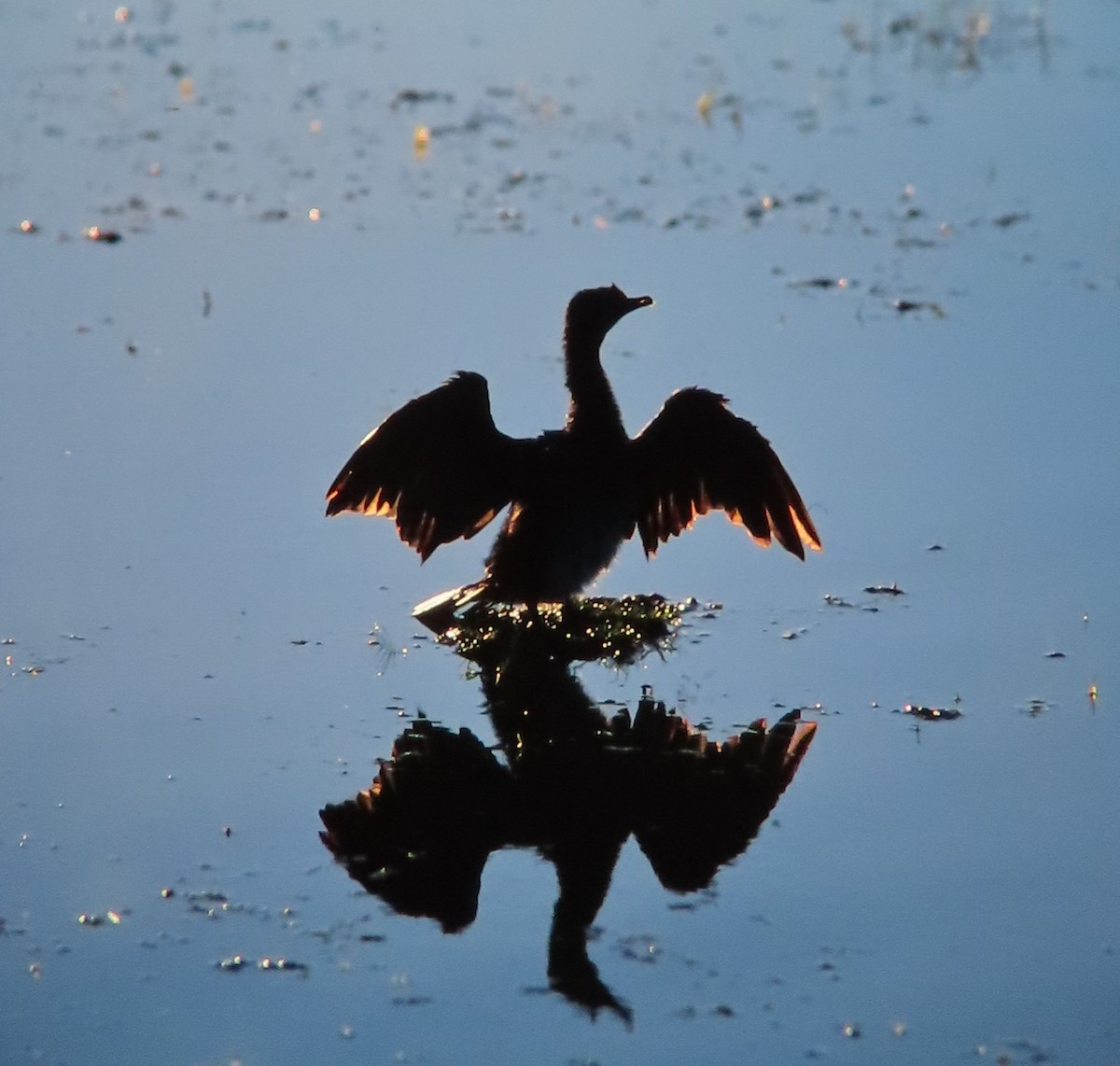 Reed Cormorant - ML638270640
