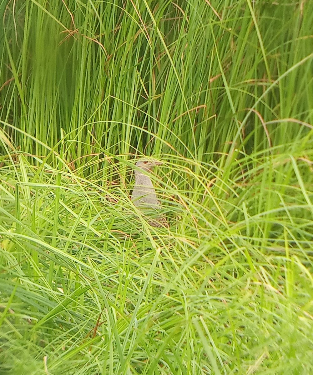 Corn Crake - ML638270641