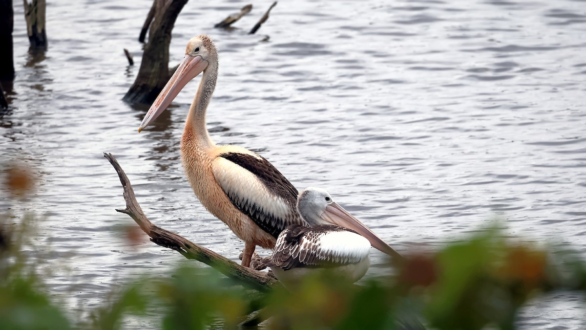 Australian Pelican - ML638270644