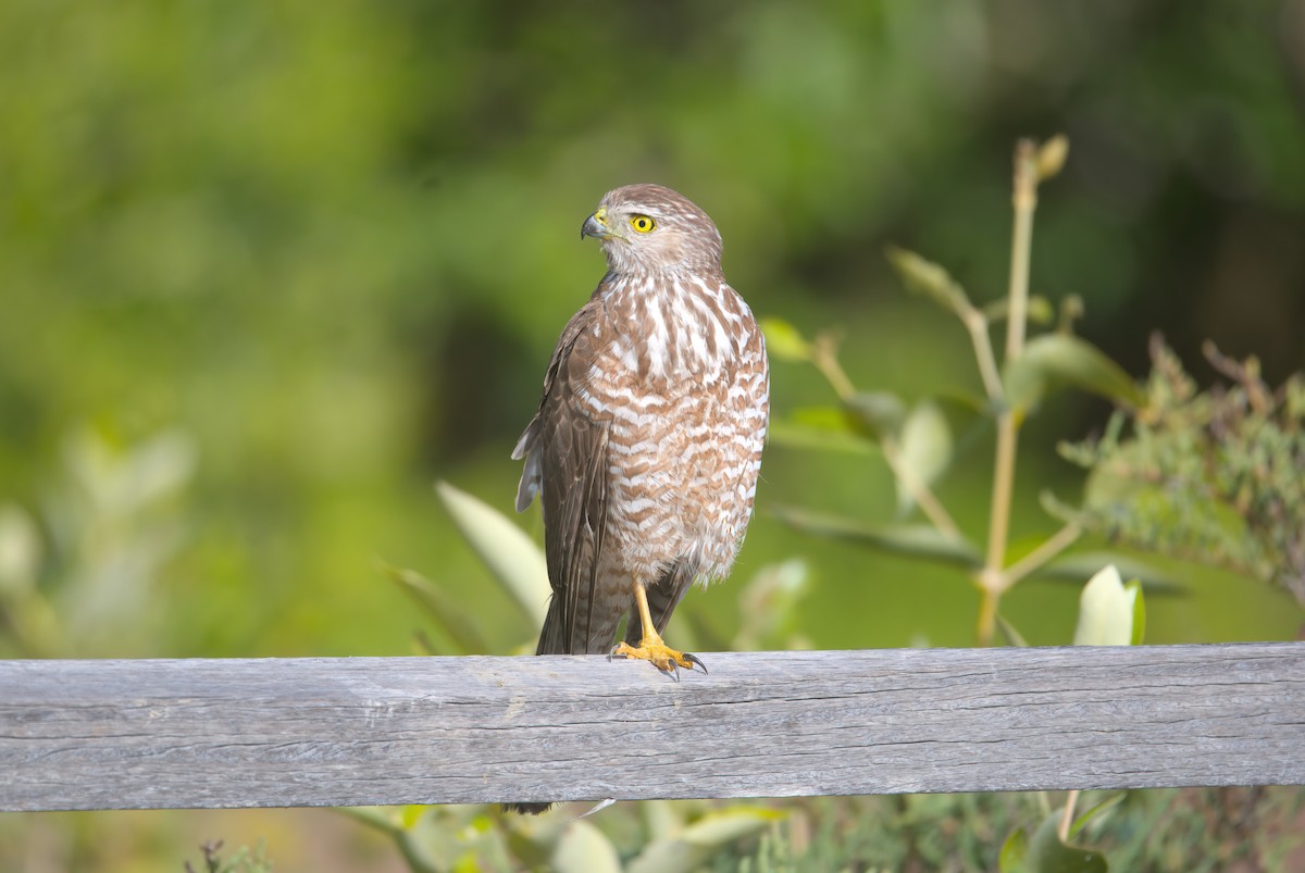 Brown Goshawk - ML638270649