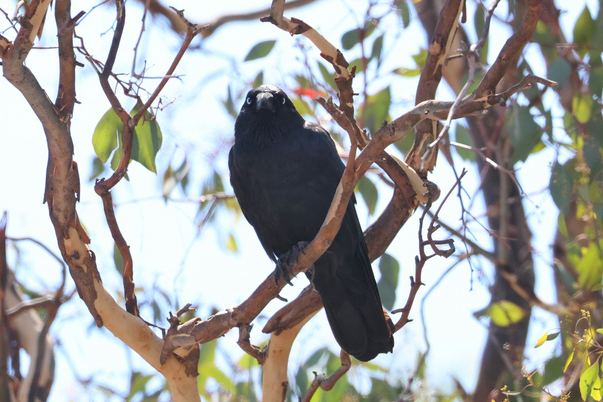 Little Raven - ML638270651