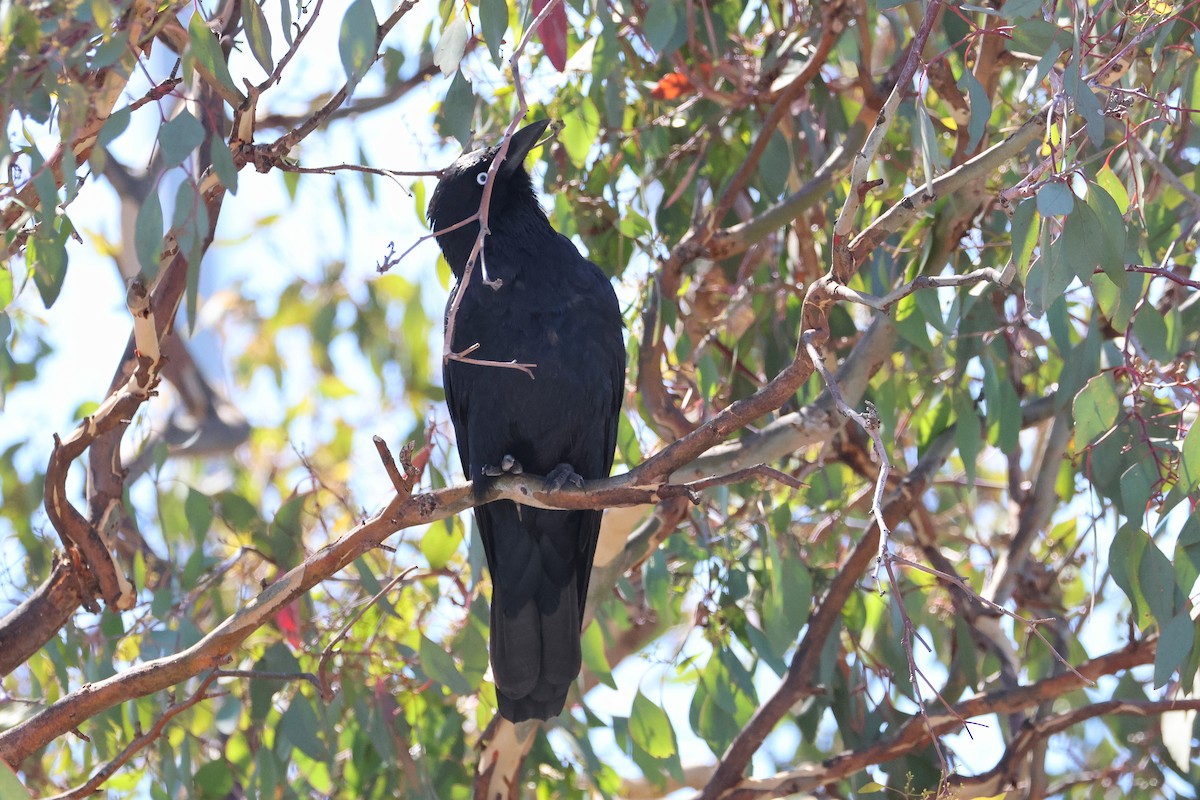 Little Raven - ML638270652
