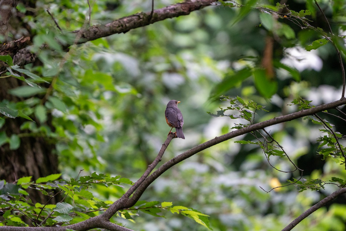 カラアカハラ - ML638270663