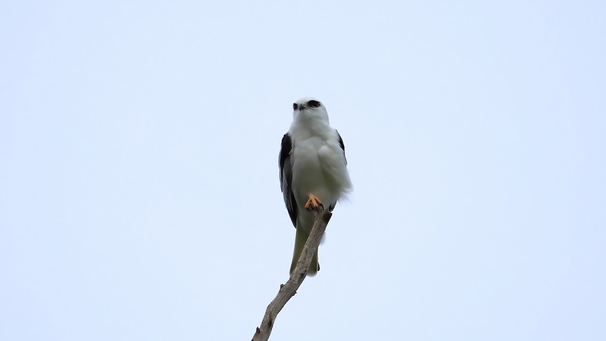Black-shouldered Kite - ML638270666