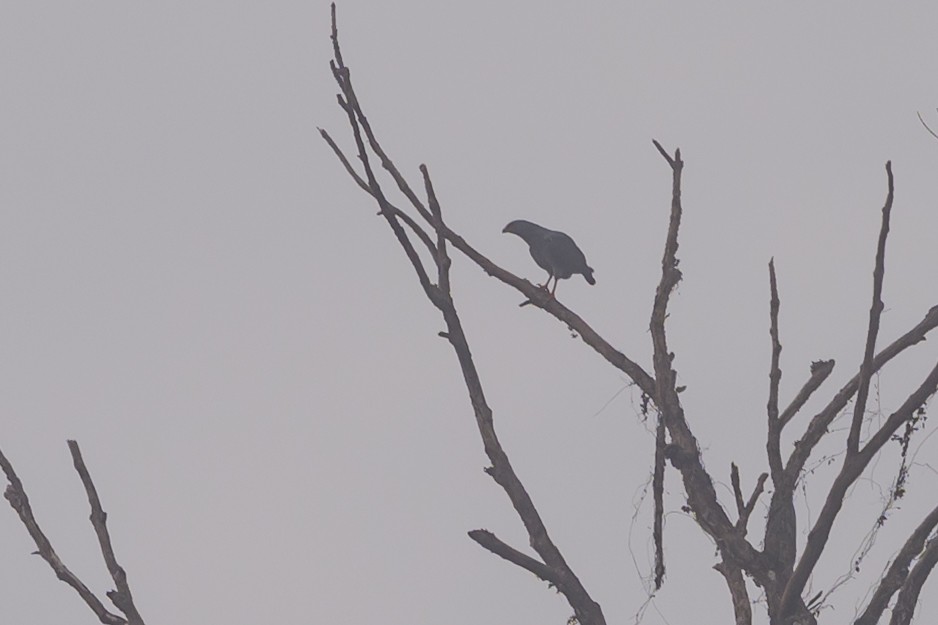 Crane Hawk - ML638270667