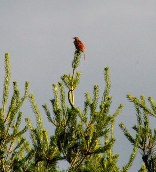 Brown Thrasher - ML638270676