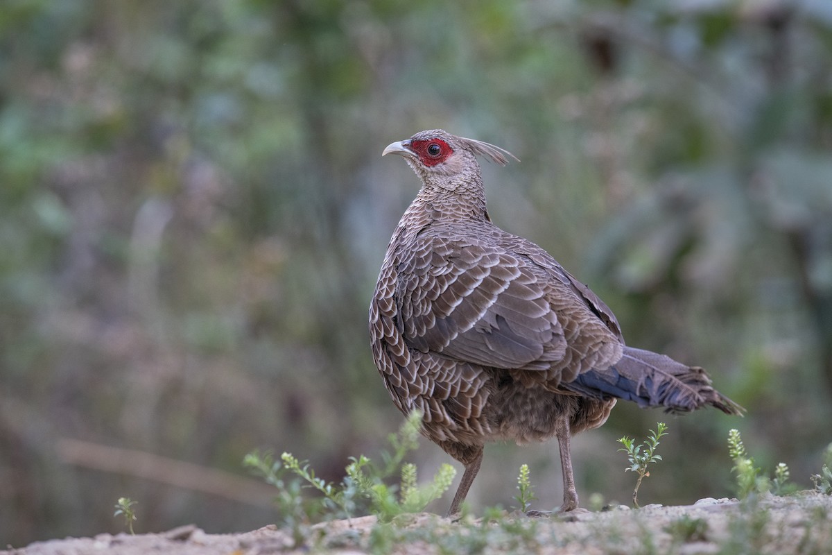 Kalij Pheasant - ML638270679