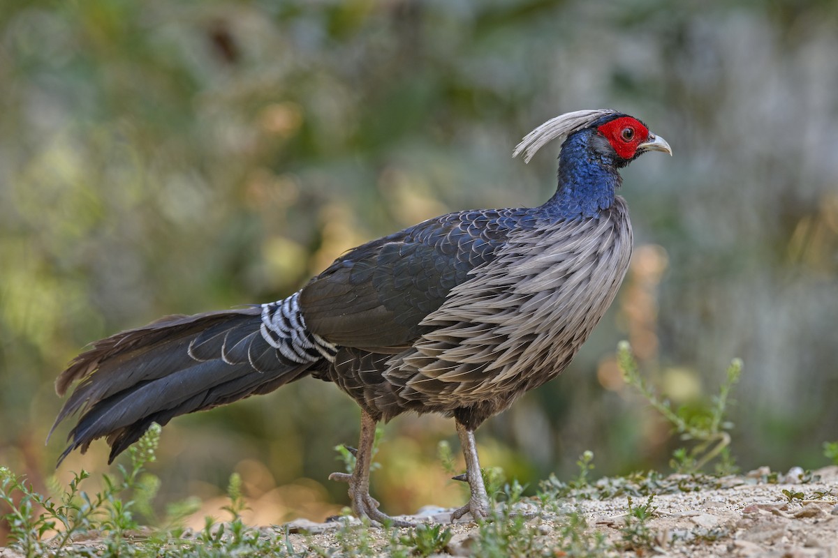 Kalij Pheasant - ML638270680