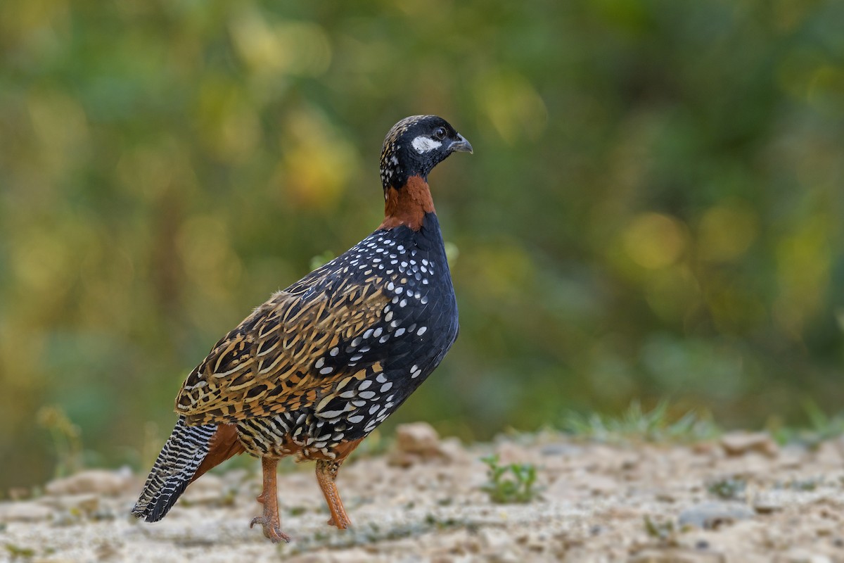 Black Francolin - ML638270684