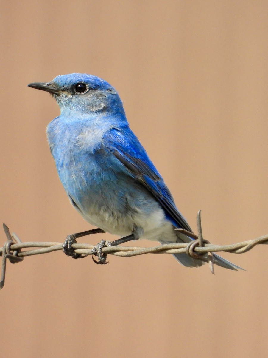 Mountain Bluebird - ML638270686