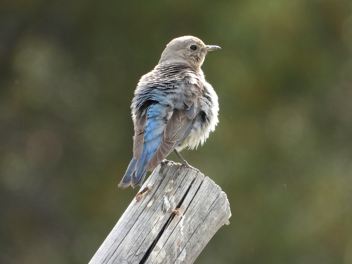 Mountain Bluebird - ML638270687