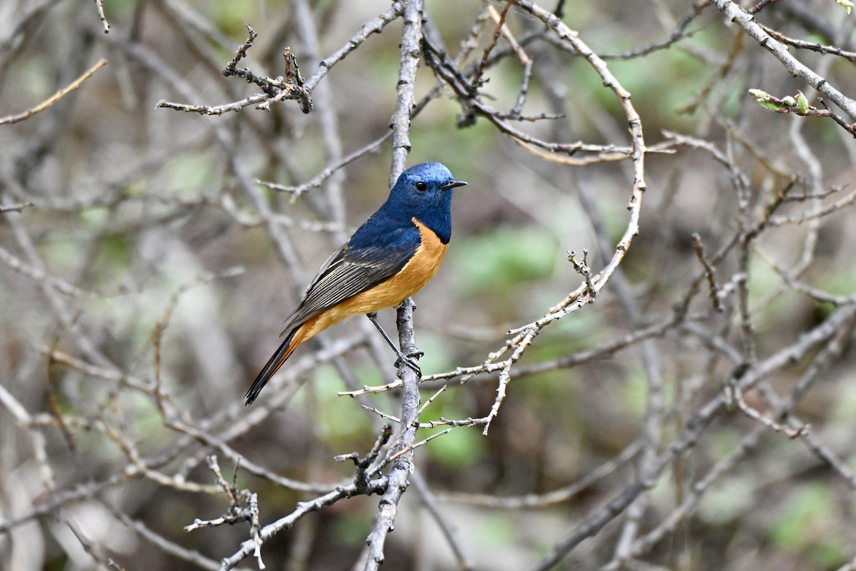 Blue-fronted Redstart - ML638270690