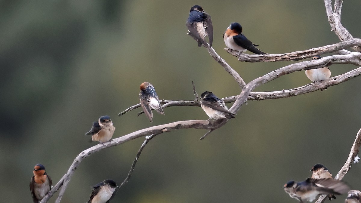 Fairy Martin - ML638270694