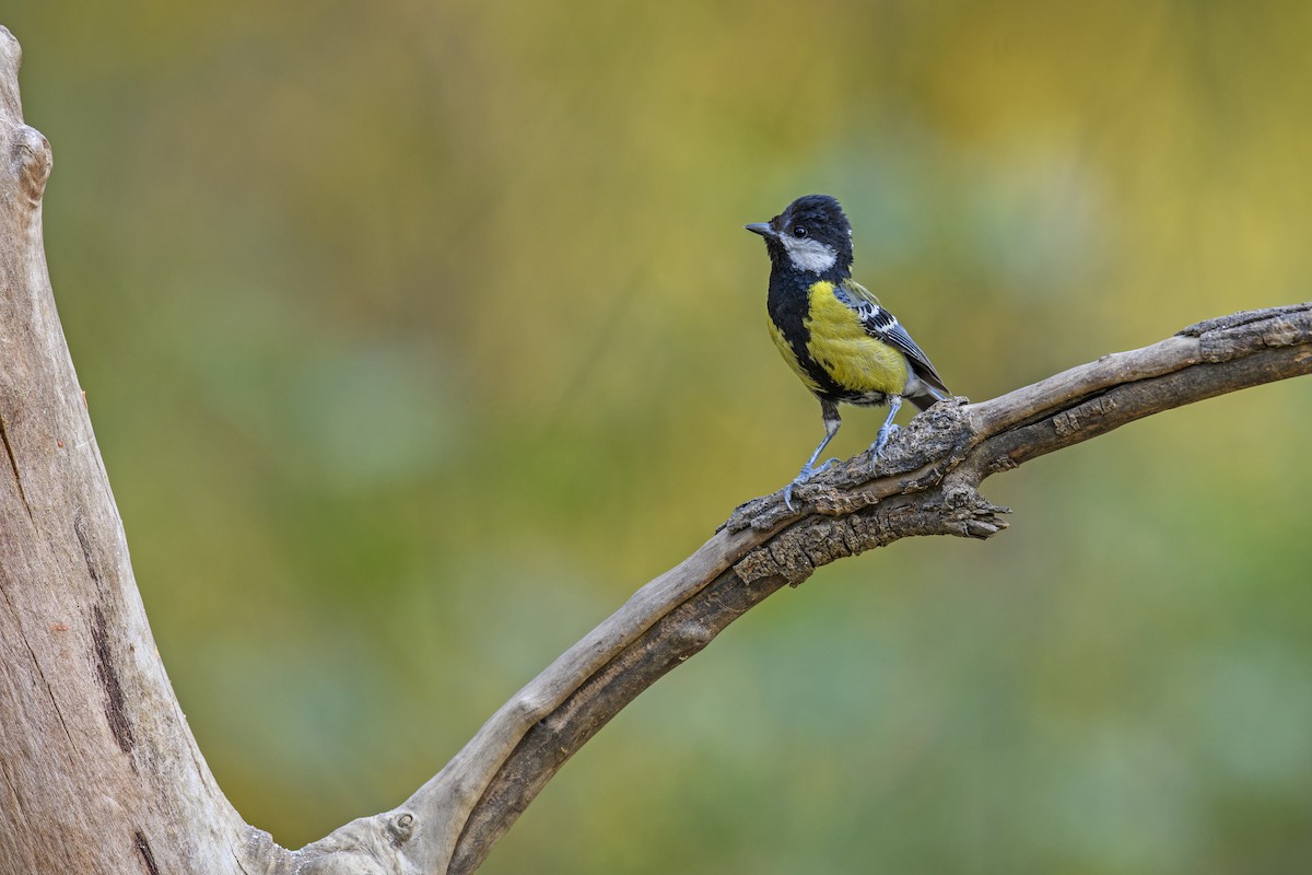 Green-backed Tit - ML638270698