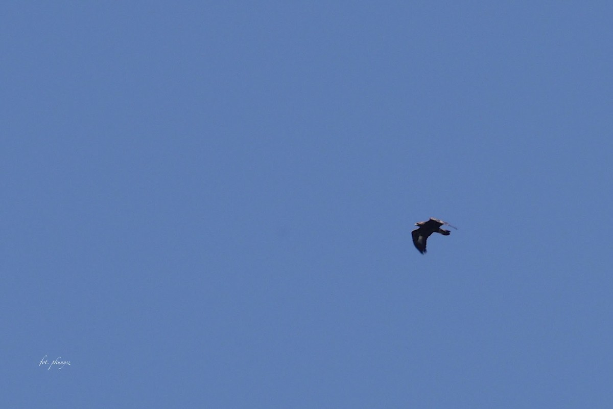 Golden Eagle - ML638270700