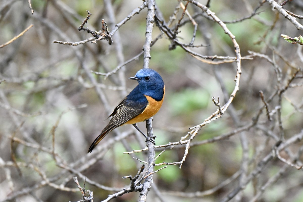 Blue-fronted Redstart - ML638270702